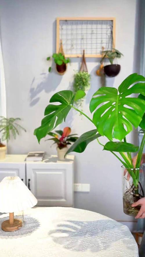 龟背竹砍头后水培能活吗？-第1张图片-吾爱花网