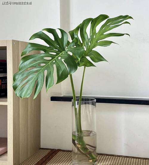 龟背竹砍头后水培能活吗？-第2张图片-吾爱花网