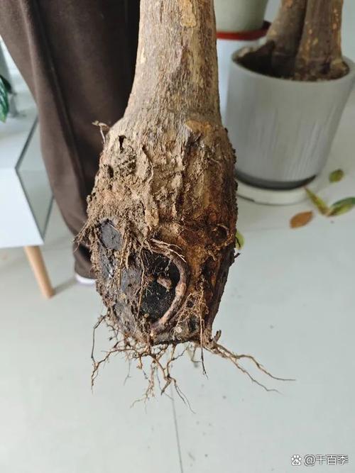 发财树水培为什么烂根-第1张图片-吾爱花网