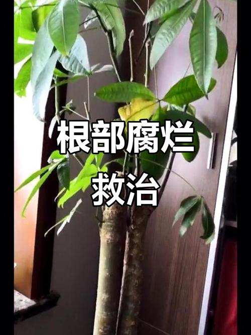 发财树水培为什么烂根-第3张图片-吾爱花网