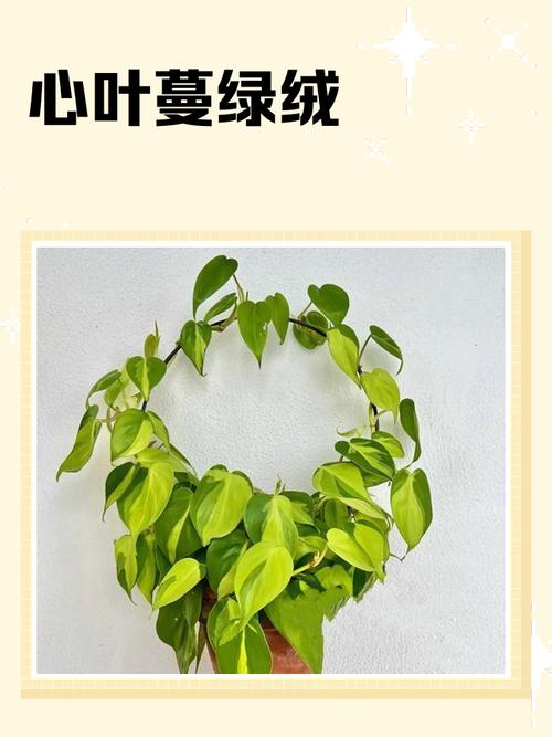 心叶蔓绿绒水培怎么养才好？-第1张图片-吾爱花网