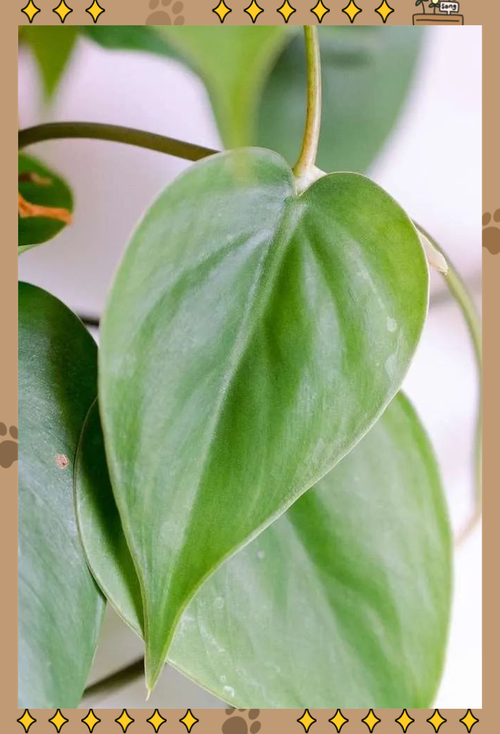 心叶蔓绿绒水培怎么养才好？-第2张图片-吾爱花网