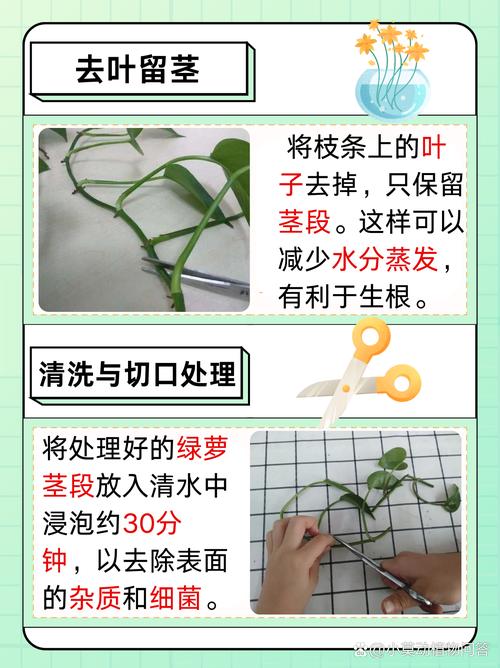 绿萝水培土培,哪种更适合养护?-第2张图片-吾爱花网 绿萝水培土培,哪种更适合养护?-第2张图片-吾爱花网