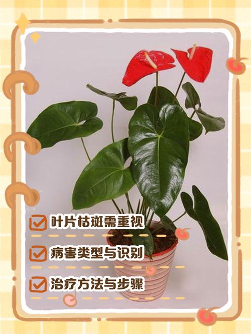 水培红掌烂叶怎么办？-第1张图片-吾爱花网