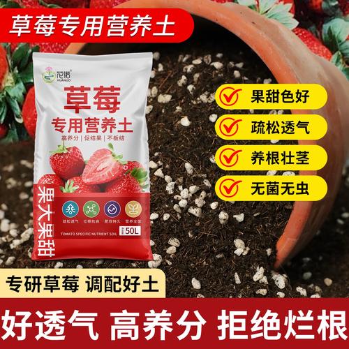 阳台草莓盆栽该施啥肥？-第2张图片-吾爱花网