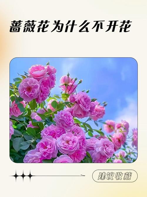盆栽蔷薇为何只长叶不开花？-第1张图片-吾爱花网