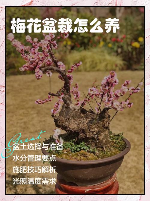 梅花盆栽怎么养？视频教你方法！-第1张图片-吾爱花网