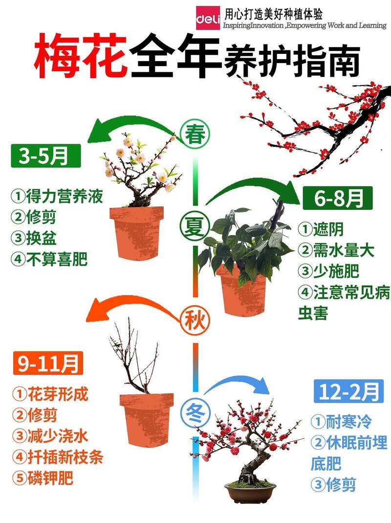 梅花盆栽怎么养？视频教你方法！-第2张图片-吾爱花网