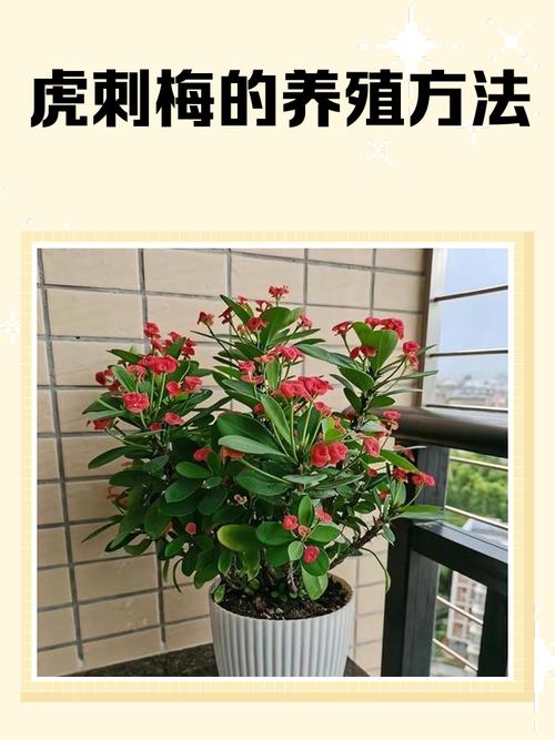 梅花盆栽怎么养？视频教你方法！-第3张图片-吾爱花网