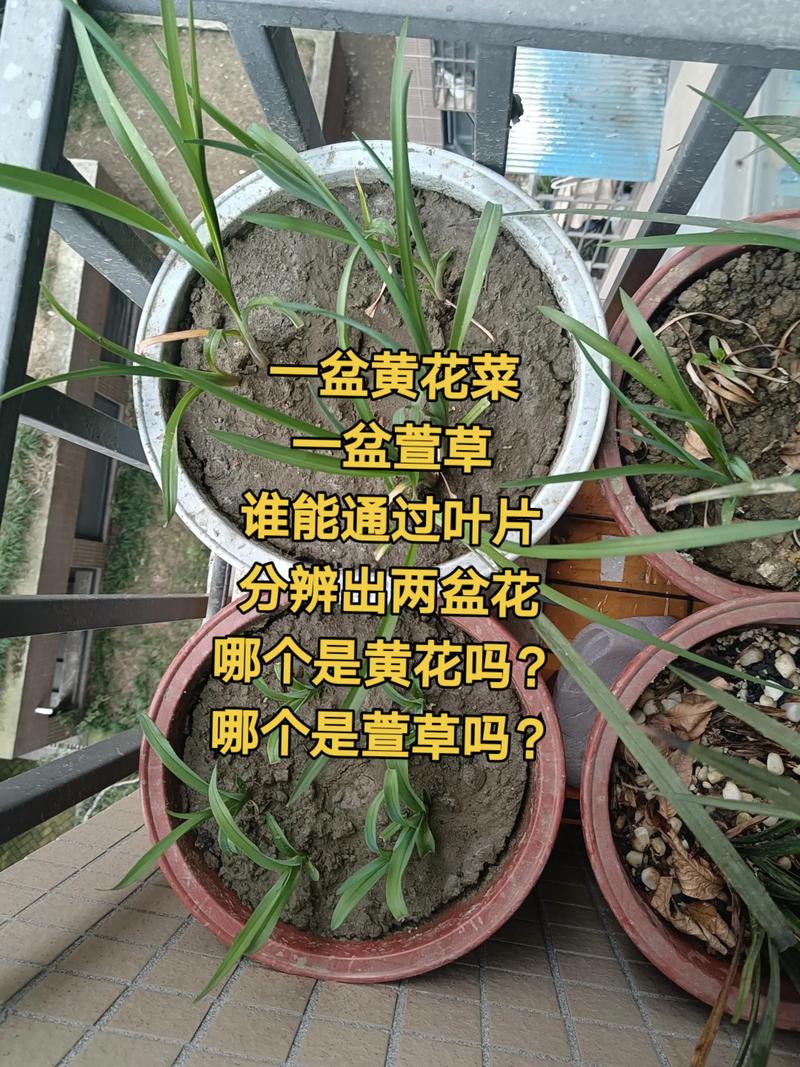 花草盆栽能过安检吗？-第3张图片-吾爱花网