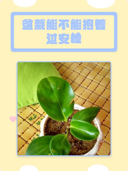 花草盆栽能过安检吗？-第1张图片-吾爱花网