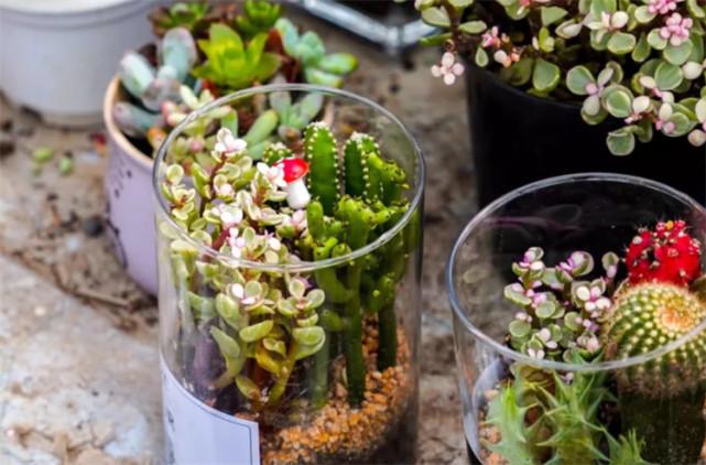 花草盆栽能过安检吗？-第2张图片-吾爱花网