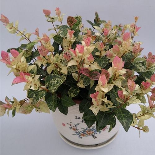 黄金花叶蔓能水培吗？-第1张图片-吾爱花网