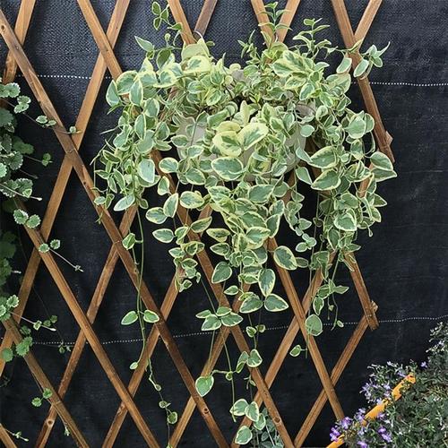 黄金花叶蔓能水培吗？-第3张图片-吾爱花网