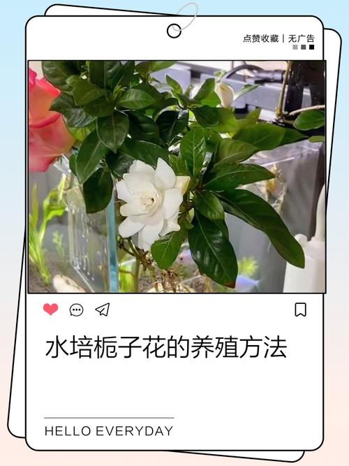 水培栀子花怎么养才开花？-第1张图片-吾爱花网