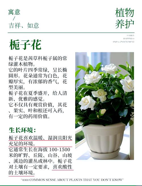 水培栀子花怎么养才开花？-第2张图片-吾爱花网