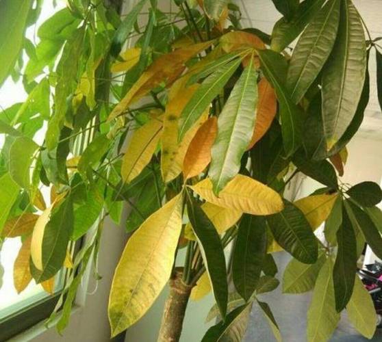 盆栽叶子为何从下往上变黄？-第1张图片-吾爱花网