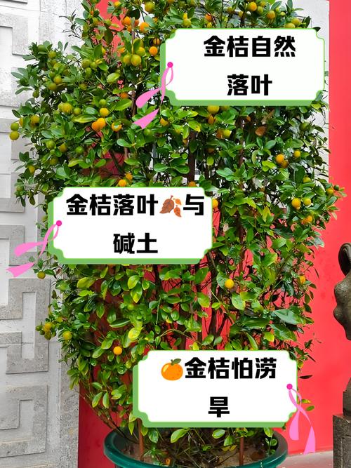 盆栽叶子为何从下往上变黄？-第3张图片-吾爱花网