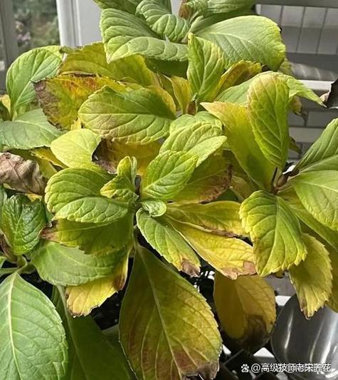 盆栽叶子为何从下往上变黄？-第2张图片-吾爱花网