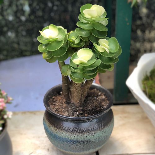 金钱水培可行吗？养护注意啥？-第1张图片-吾爱花网