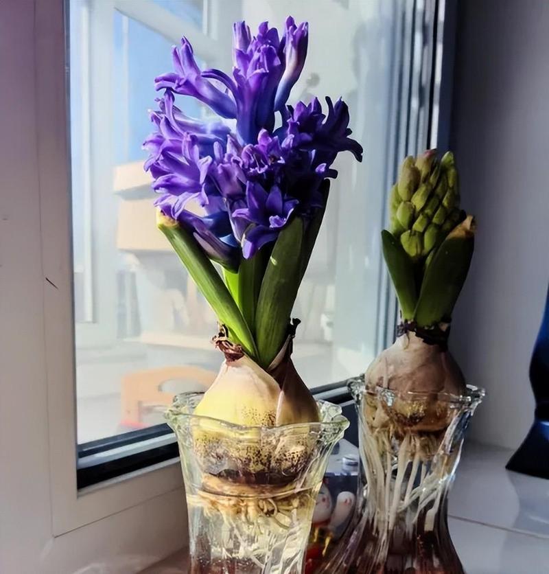 风信子水培叶子发黄怎么办？-第1张图片-吾爱花网