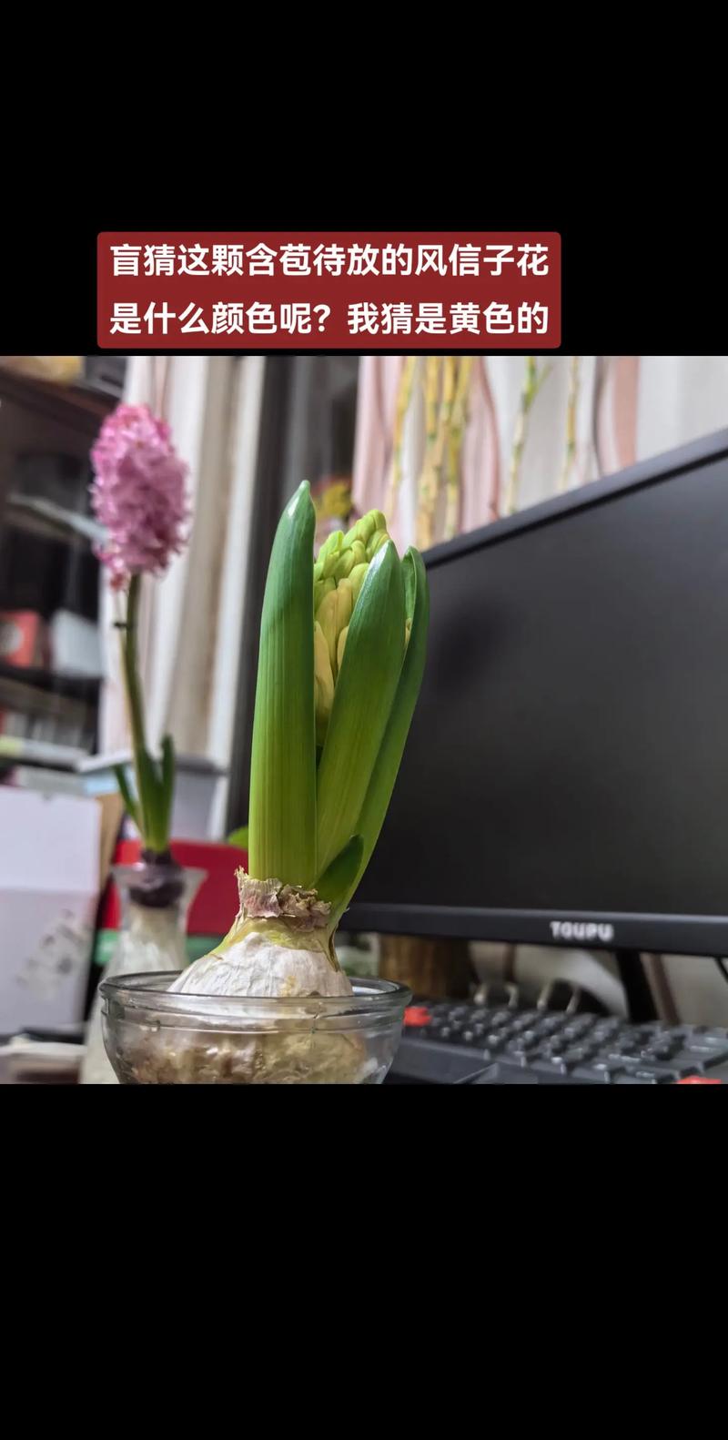 风信子水培叶子发黄怎么办？-第3张图片-吾爱花网