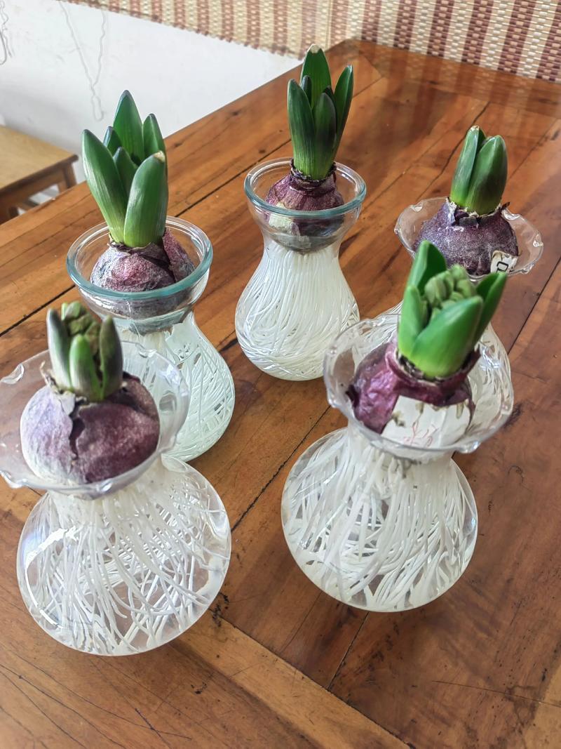 水培风信子怎么养才能开花？-第1张图片-吾爱花网