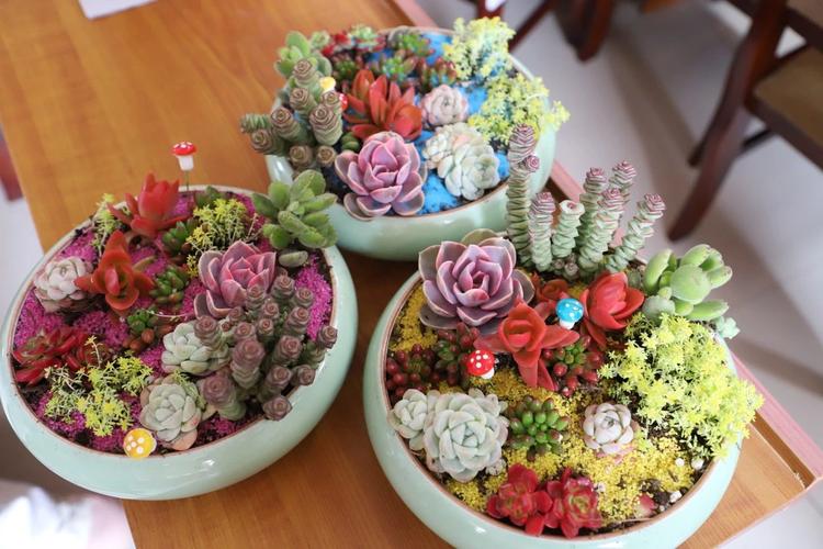 DIY盆栽植物是什么？新手怎么入门？-第3张图片-吾爱花网