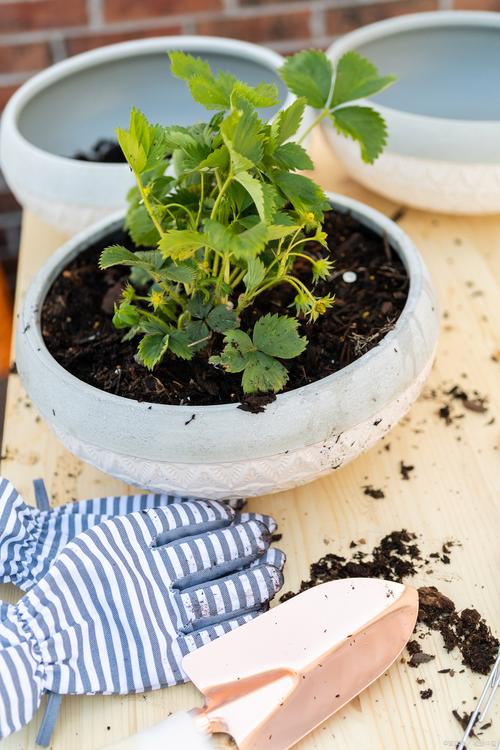 草莓盆栽叶子为何有网？-第2张图片-吾爱花网