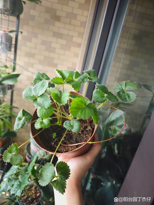 草莓盆栽叶子为何有网？-第3张图片-吾爱花网