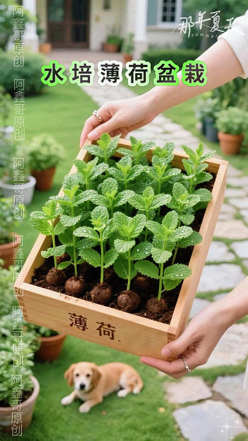 薄荷盆栽适合放卧室吗？-第2张图片-吾爱花网