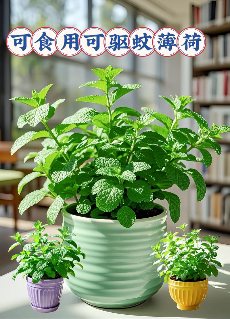 薄荷盆栽适合放卧室吗？-第3张图片-吾爱花网