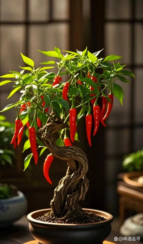 盆栽辣椒树种类到底有多少？-第1张图片-吾爱花网