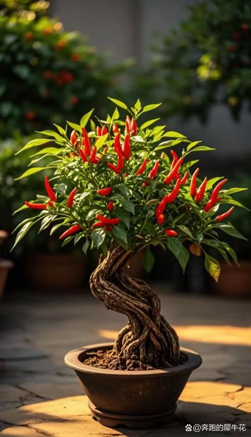 盆栽辣椒树种类到底有多少？-第2张图片-吾爱花网