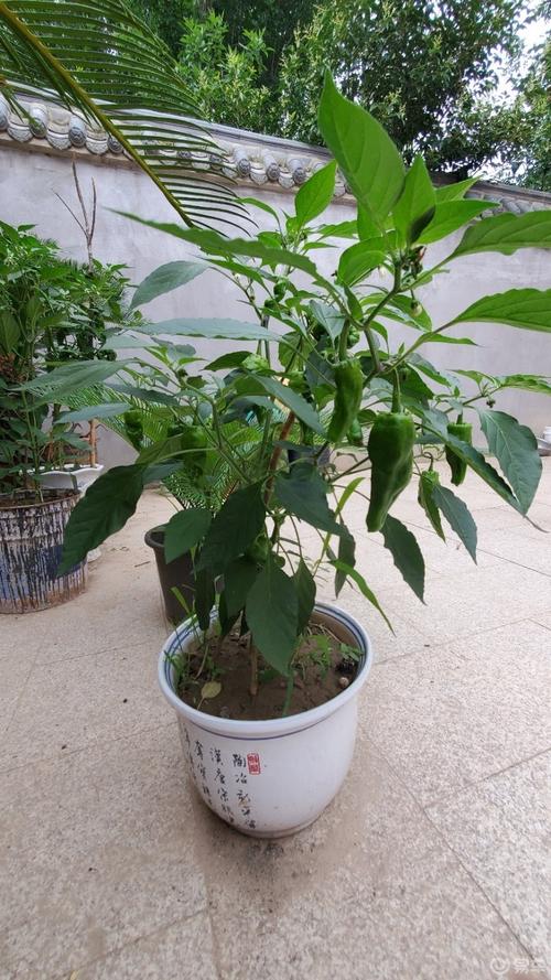 盆栽辣椒树种类到底有多少？-第3张图片-吾爱花网