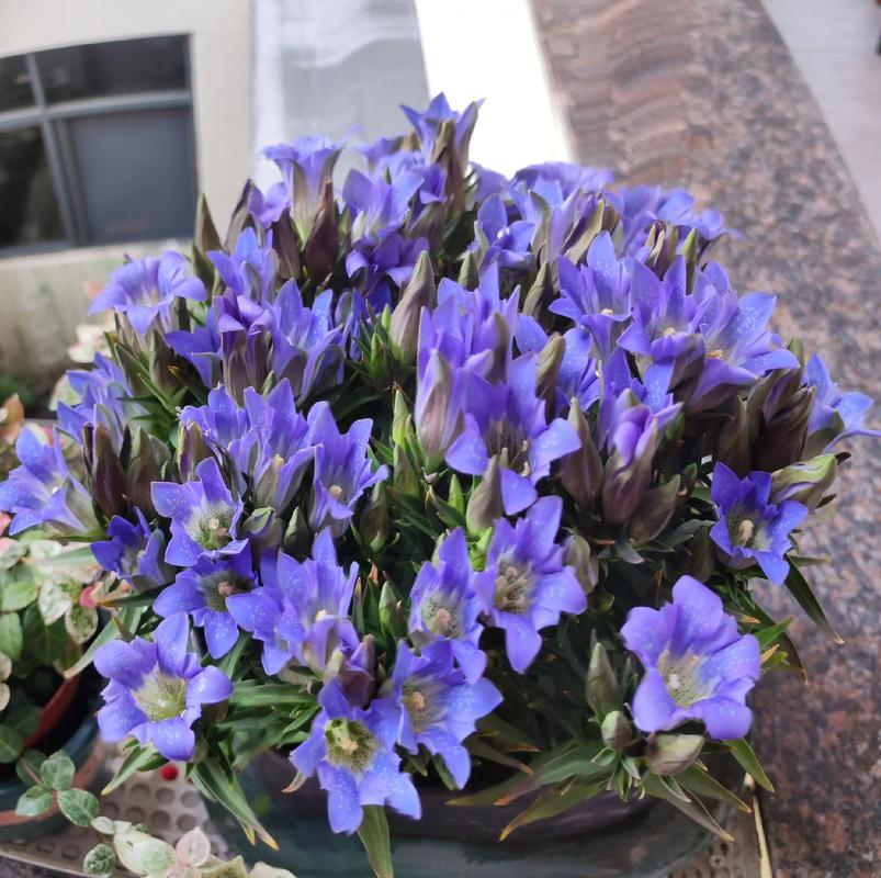 蓝色龙胆花盆栽怎么养？-第1张图片-吾爱花网