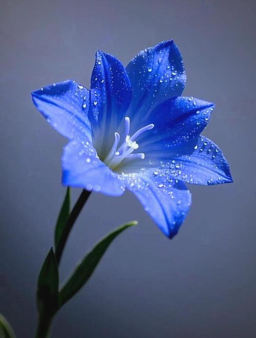 蓝色龙胆花盆栽怎么养？-第2张图片-吾爱花网