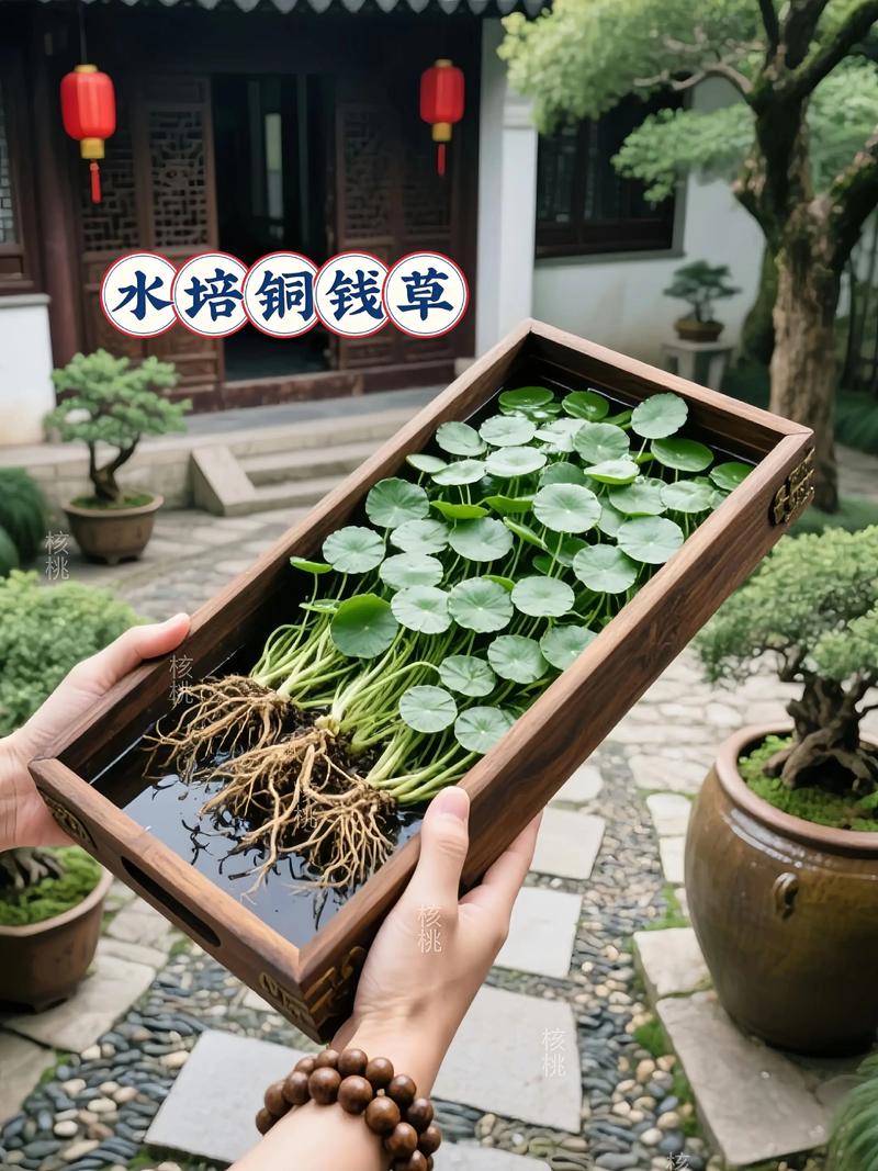 铜钱草水培需洗掉根上泥吗？-第3张图片-吾爱花网