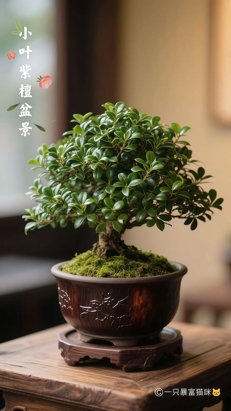 紫檀盆栽图片有哪些品种与养护要点？-第1张图片-吾爱花网