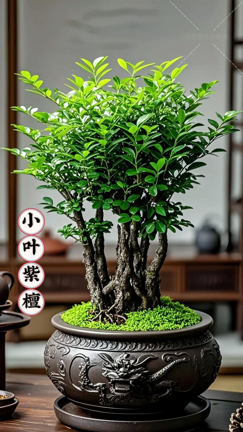 紫檀盆栽图片有哪些品种与养护要点？-第2张图片-吾爱花网