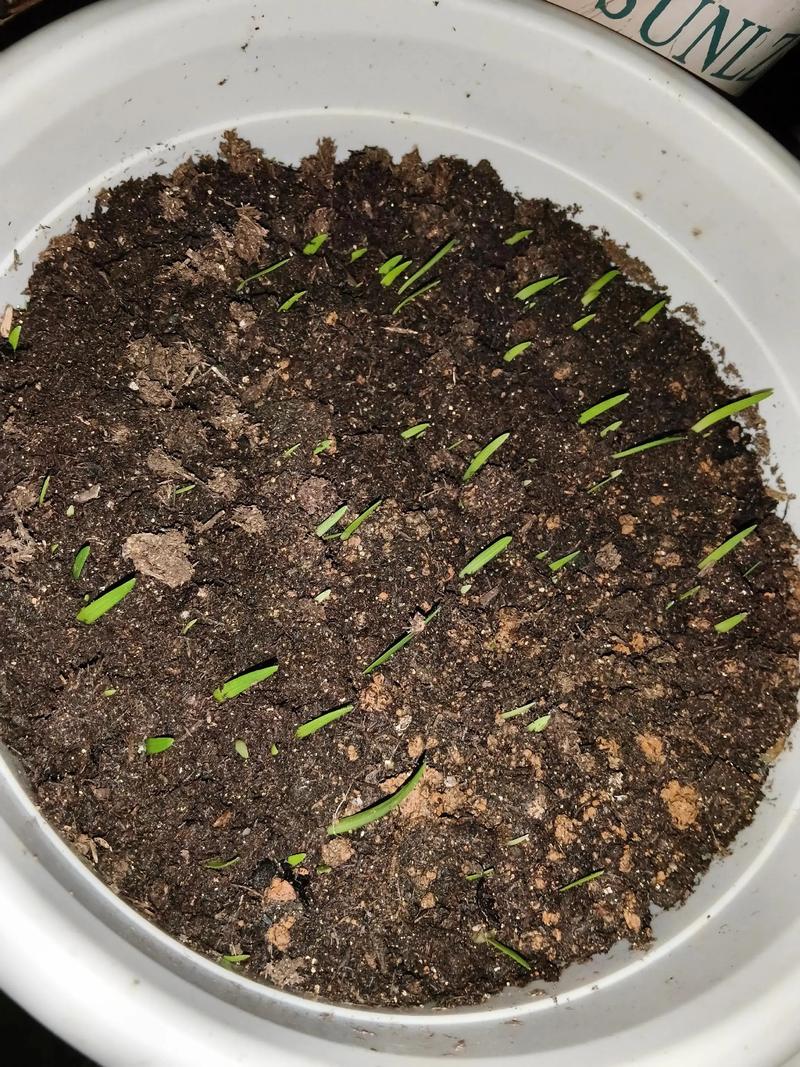 盆栽能直接种地里吗？-第1张图片-吾爱花网