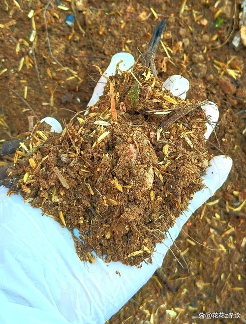 盆栽能直接种地里吗？-第3张图片-吾爱花网