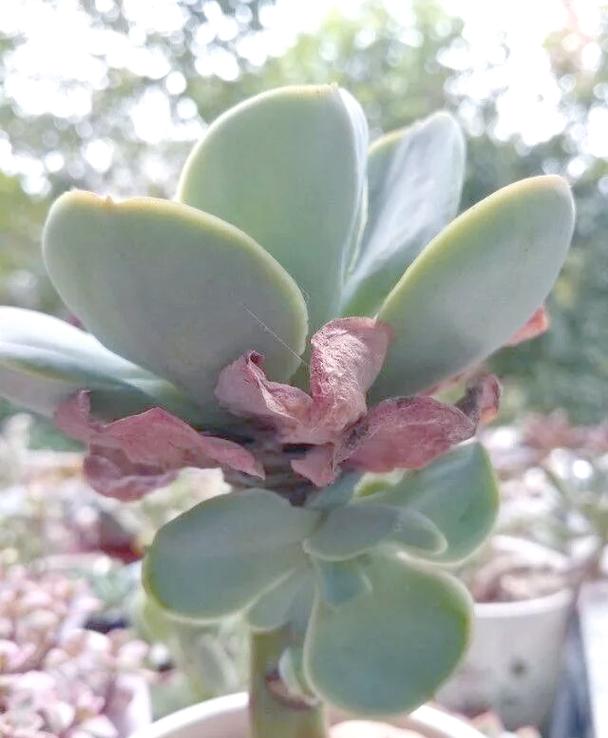 夏天多肉掉叶是正常消耗吗？-第1张图片-吾爱花网