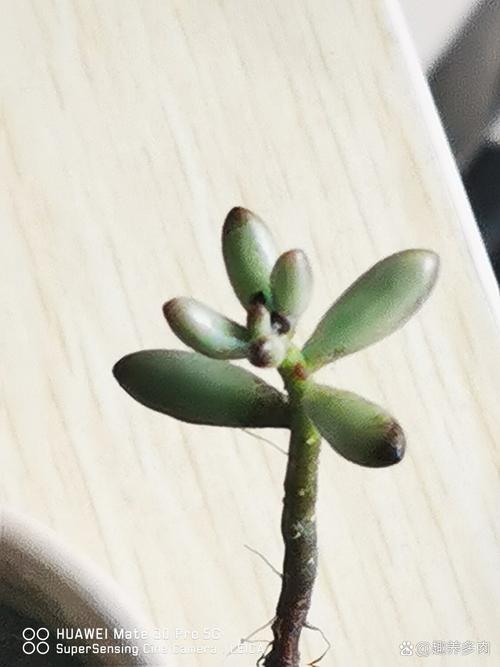 夏天多肉掉叶是正常消耗吗？-第2张图片-吾爱花网