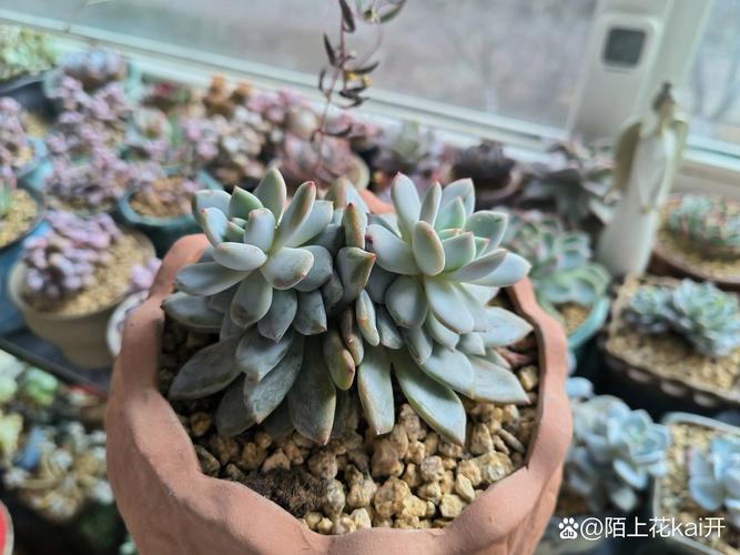 夏天多肉掉叶是正常消耗吗？-第3张图片-吾爱花网