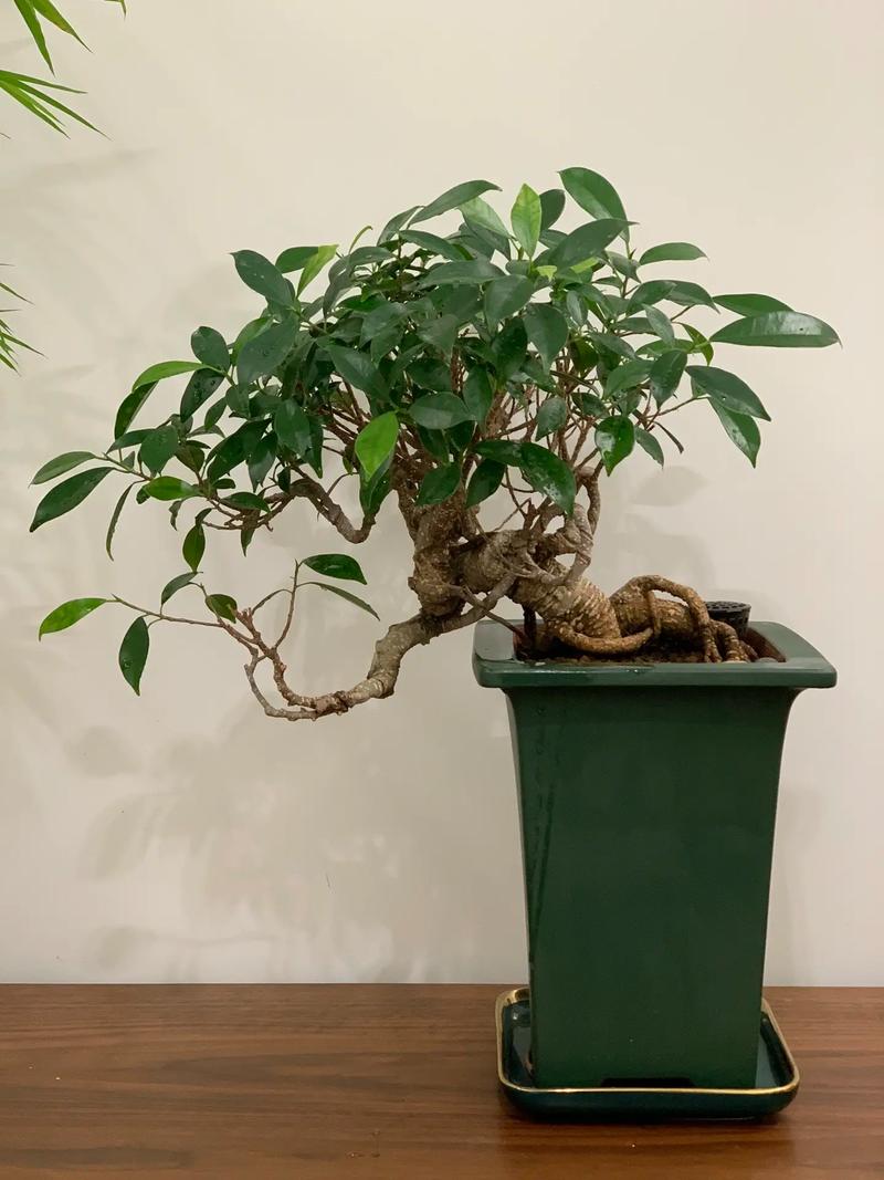 盆栽榕树晒太阳会伤吗？-第2张图片-吾爱花网