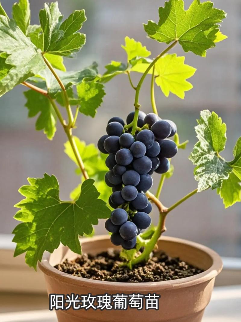 葡萄盆栽选什么品种好？-第2张图片-吾爱花网