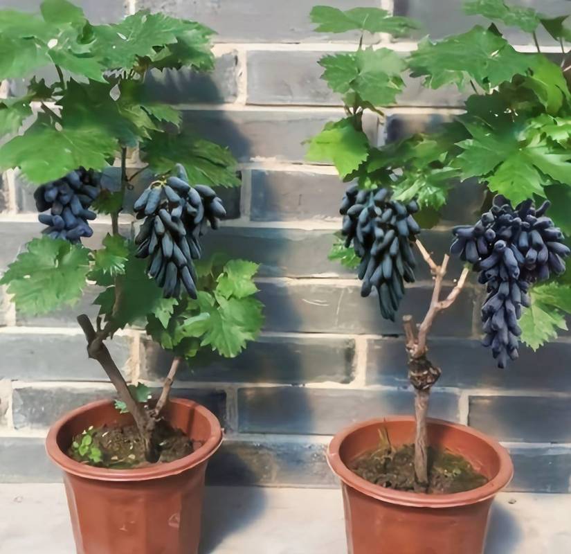 葡萄盆栽选什么品种好？-第1张图片-吾爱花网
