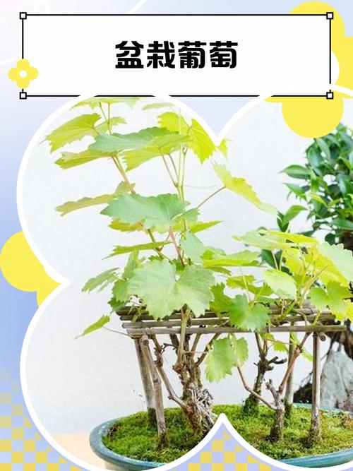 葡萄盆栽选什么品种好？-第3张图片-吾爱花网