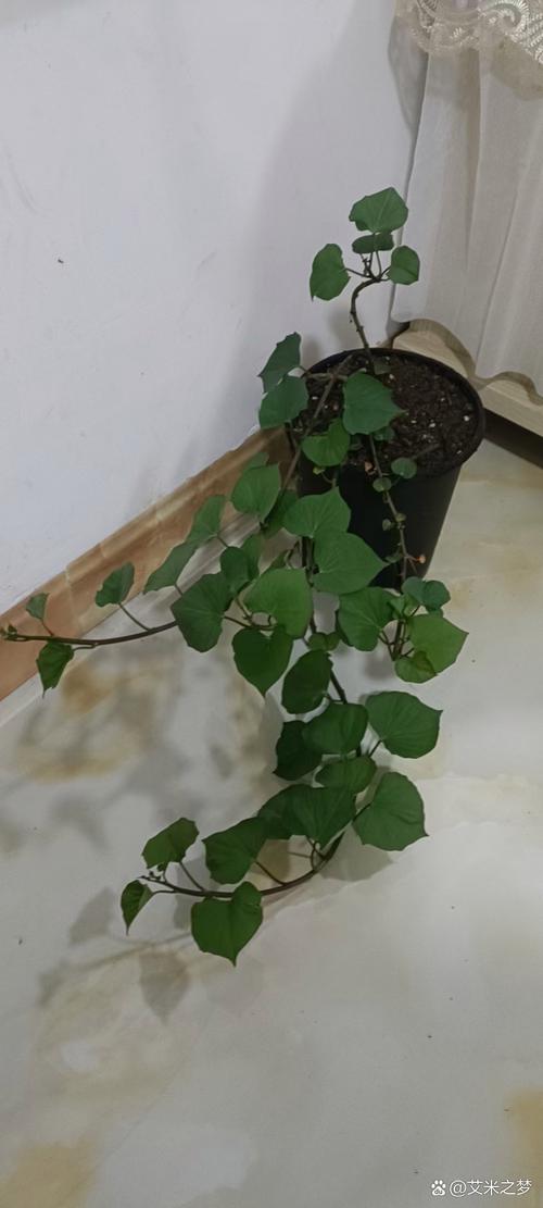 卧室盆栽选不好？这些才适合放！-第2张图片-吾爱花网